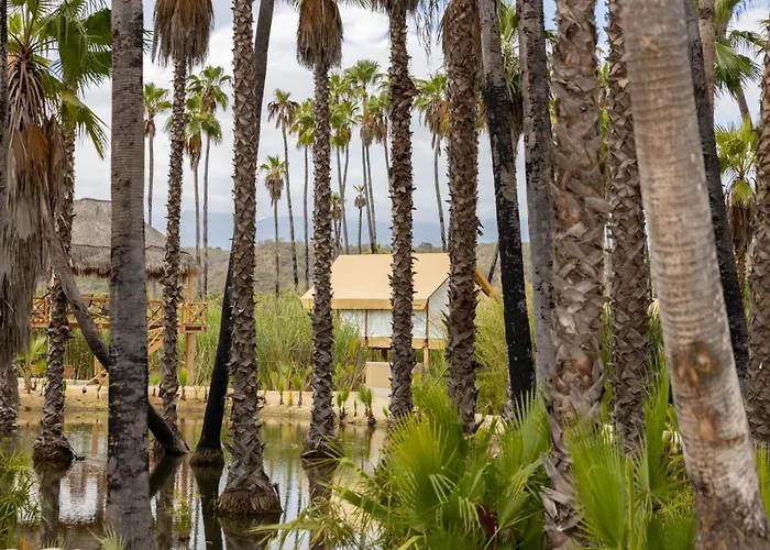 Nest Los Cabos